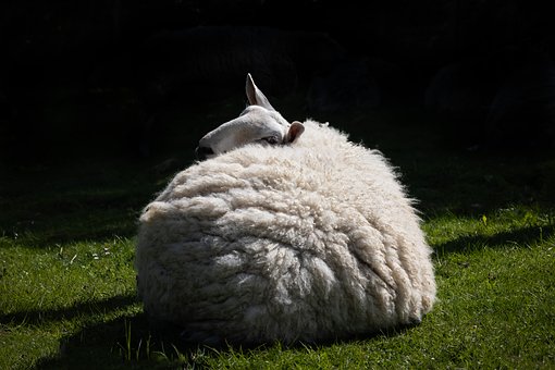 Oaie, Natura, Animal, Mamifer, Faună