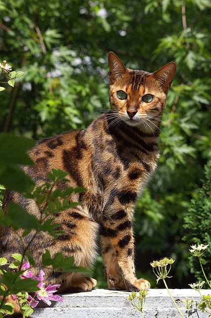 Bengálska Mačka, Kat, Domáce Zviera