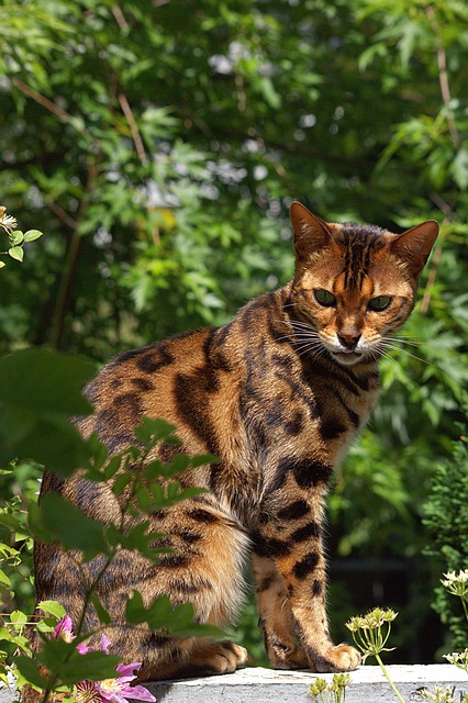 Bengálska Mačka, Kat, Bengálsky