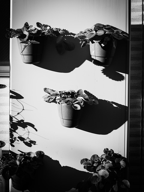 Free Flower Nostalgia photo and picture
