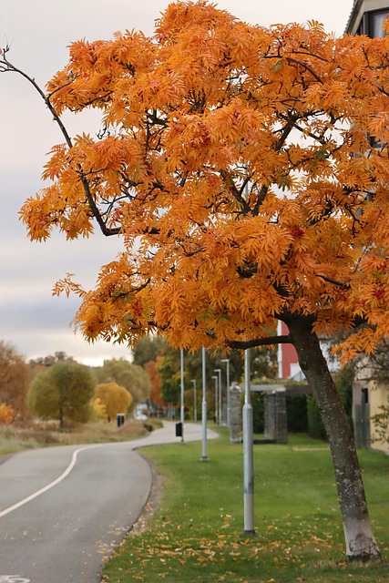 Free Autumn Leaves photo and picture