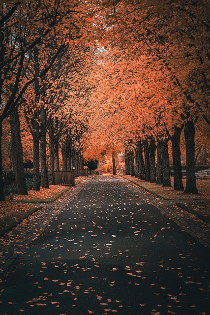 Free Autumn Leaves photo and picture