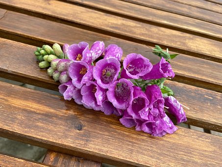 Free Foxglove Bloom photo and picture