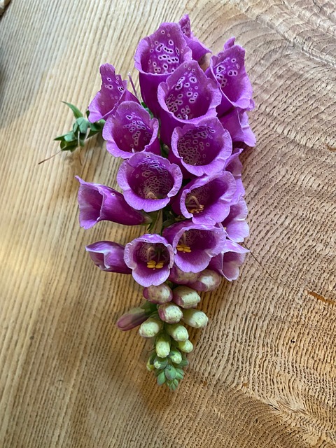 Free Foxglove Flower photo and picture