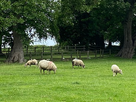 Free Wool Animals photo and picture