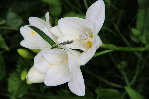 Dúhovka, Rastlina, Biely, Zelená