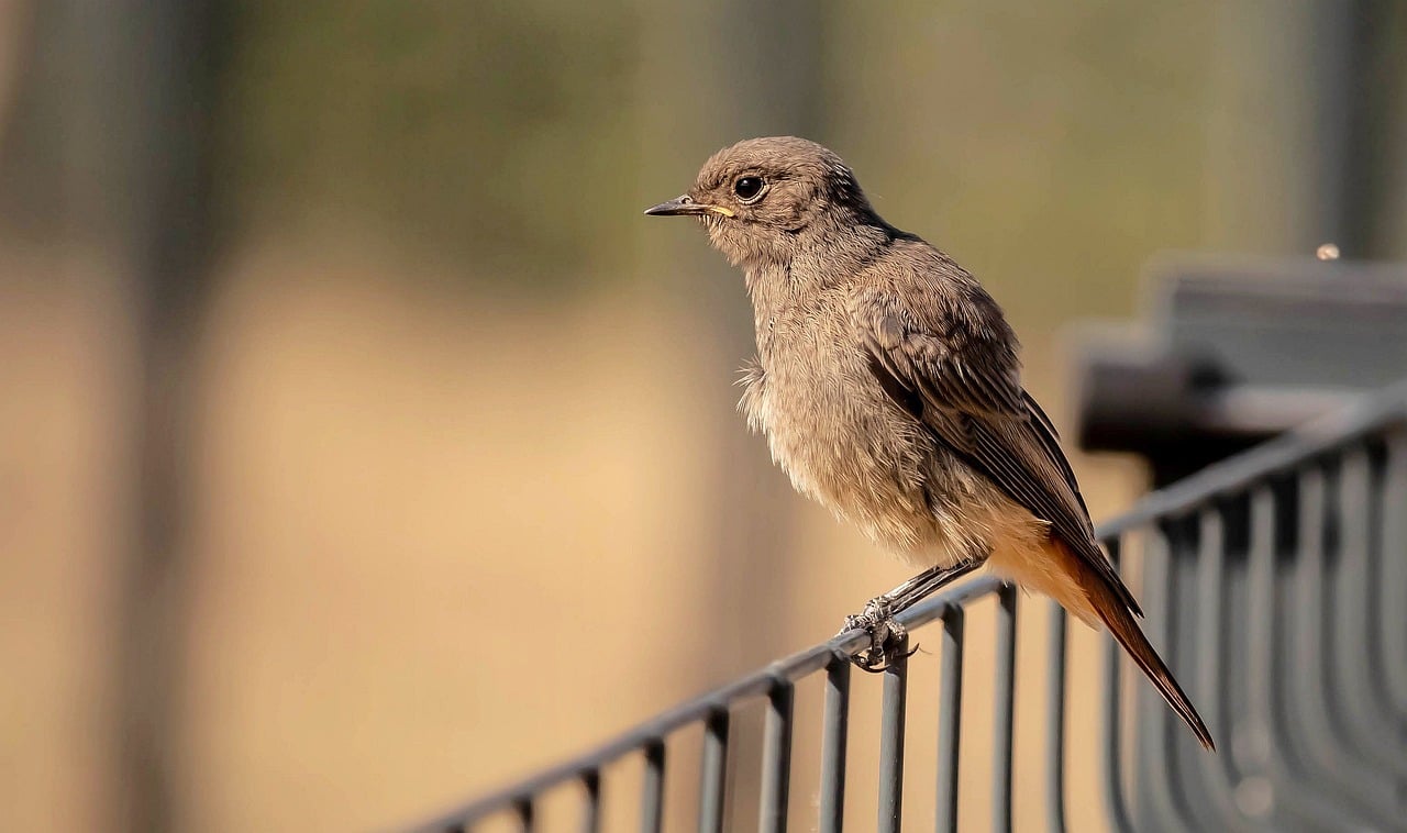 Rusty-Tailed - free online jigsaw puzzle photo