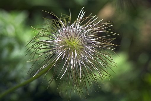 할, 야생화, 근성, 고산 꽃, 씨앗 머리, 플로라, 펄사틸라