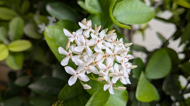 Free Flower White Flowers photo and picture
