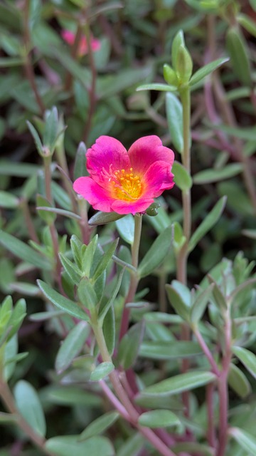 Free Flower Pink photo and picture