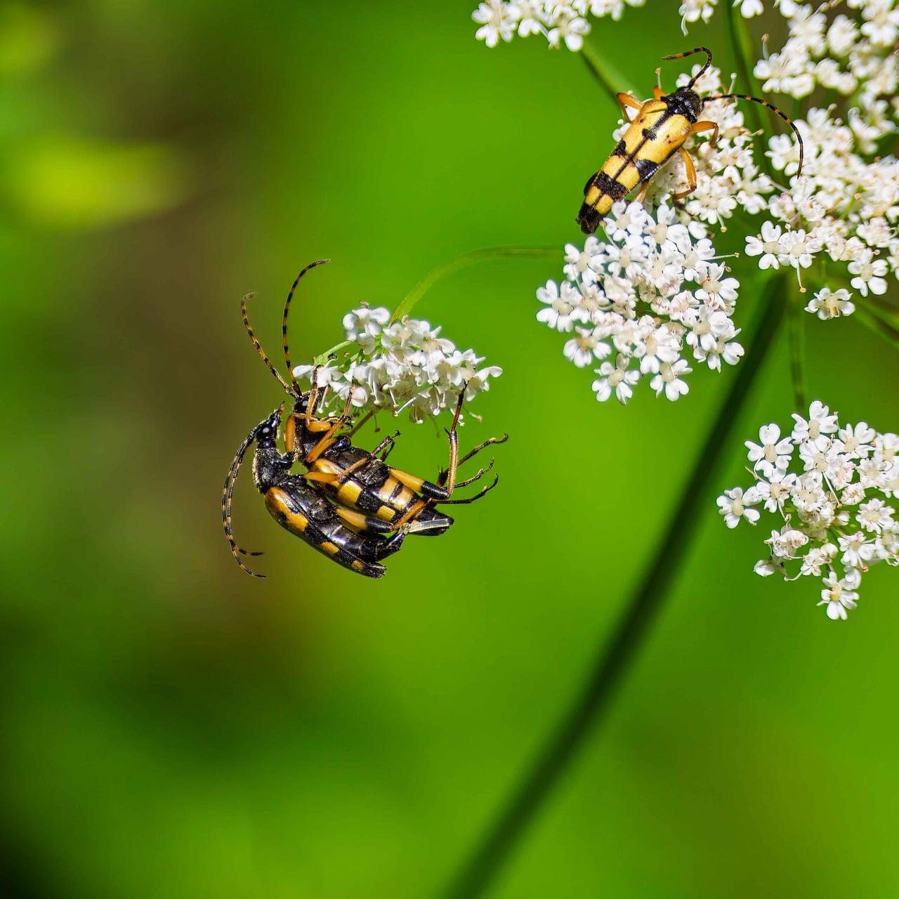Beetle Wasp Beetles Insect Close - Free photo on Pixabay