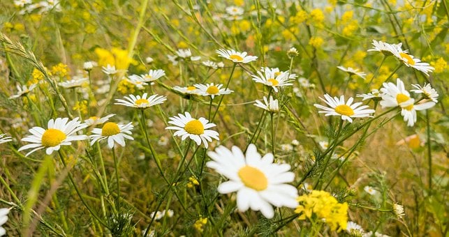 Fiori, Estate, Pascolo