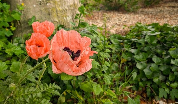 Papaveri, Estate, Fiore