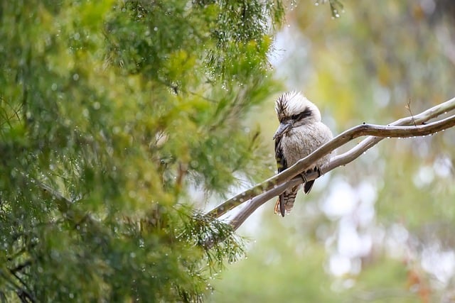 Download free HD stock image of Laughing Kookaburra Kookaburra Free Laughing Kookaburra Kookaburra photo and picture