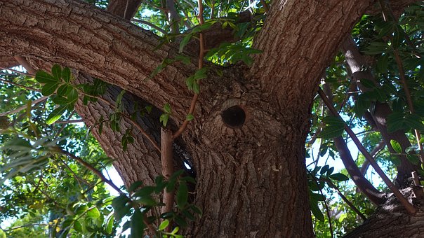 Boom, Natuur, Nest, De Lente, Schaduw