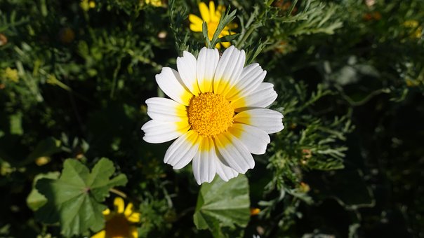 Bloem, Madeliefje, Flora, Tuin, Bloeien