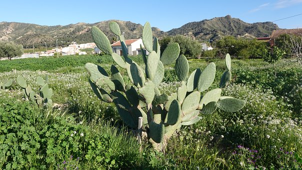 Prickly Pear Cactus, Cactus