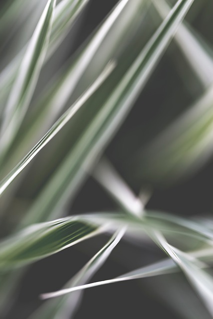Free Nature Abstract photo and picture