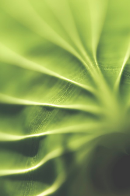 Free Nature Abstract photo and picture