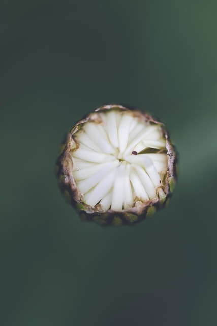 Free Marguerite Nature photo and picture