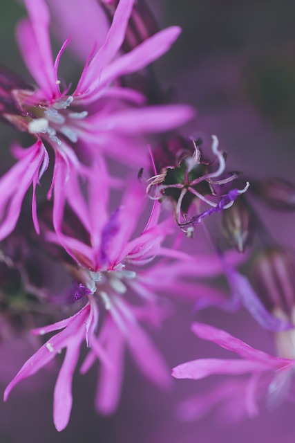 Free Flower Pink photo and picture