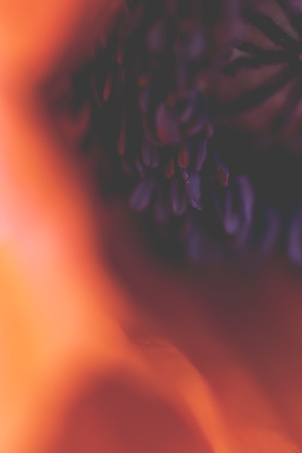 Free Poppy Nature photo and picture