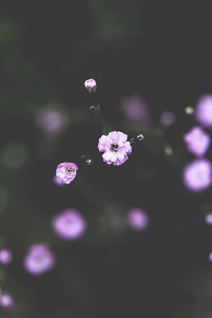 Free Gypsophila Nature photo and picture