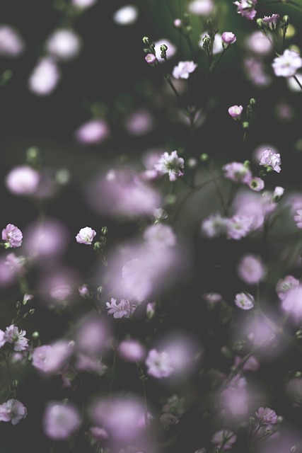 Free Gypsophila Nature photo and picture