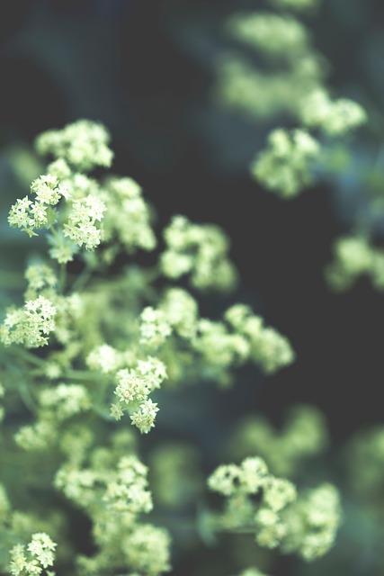 Free Nature Abstract photo and picture