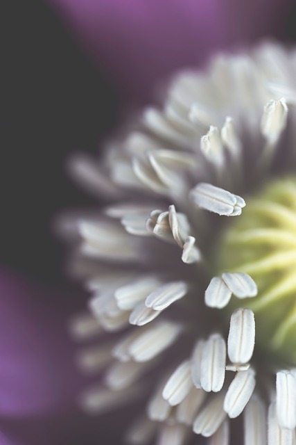 Free Poppy Nature photo and picture