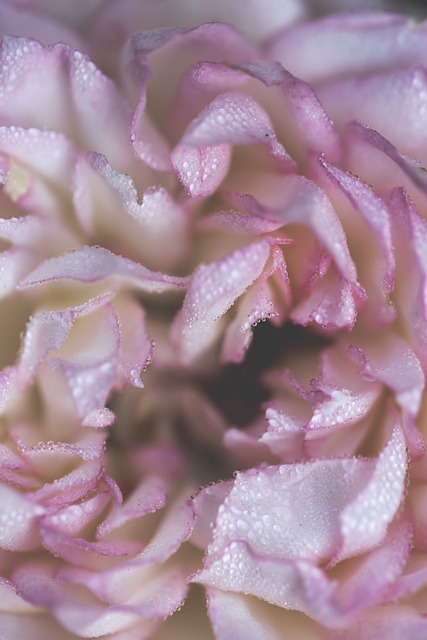Free Rose Nature photo and picture