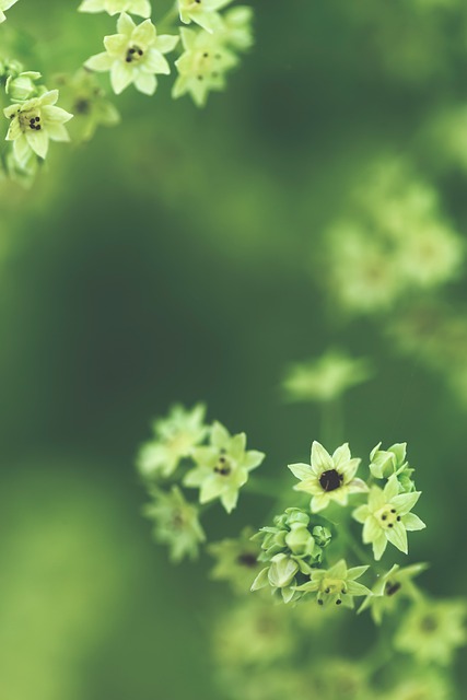 Free Nature Abstract photo and picture