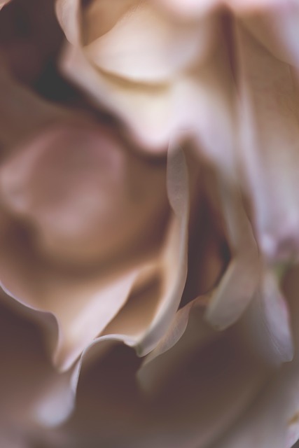Free Rose Nature photo and picture