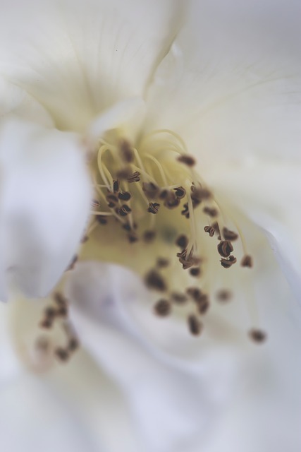 Free Rose Nature photo and picture