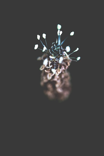Free Nature Abstract photo and picture