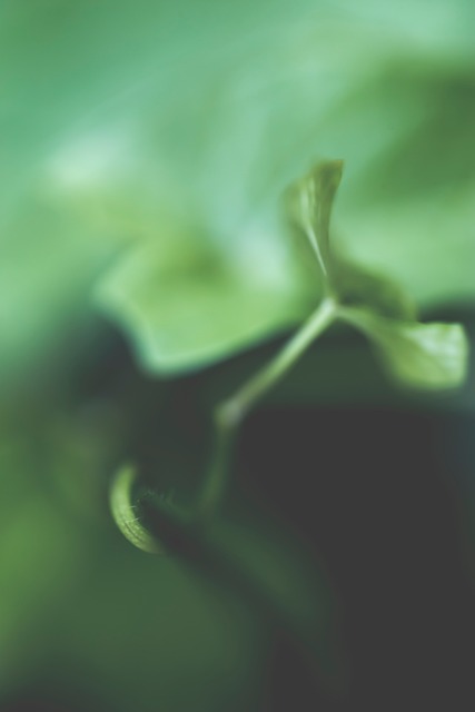 Free Nature Abstract photo and picture