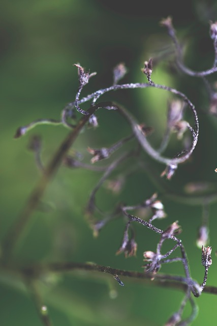 Free Nature Abstract photo and picture