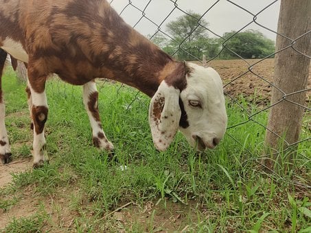 Free Goat Grazing photo and picture