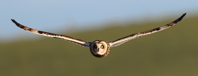Vogel, Eule, Kurzohr-Eule, Seo, Flug