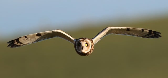 Vogel, Eule, Kurzohr-Eule, Seo, Flug