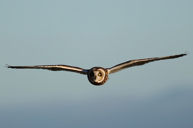 Vogel, Eule, Kurzohr-Eule, Seo, Flug