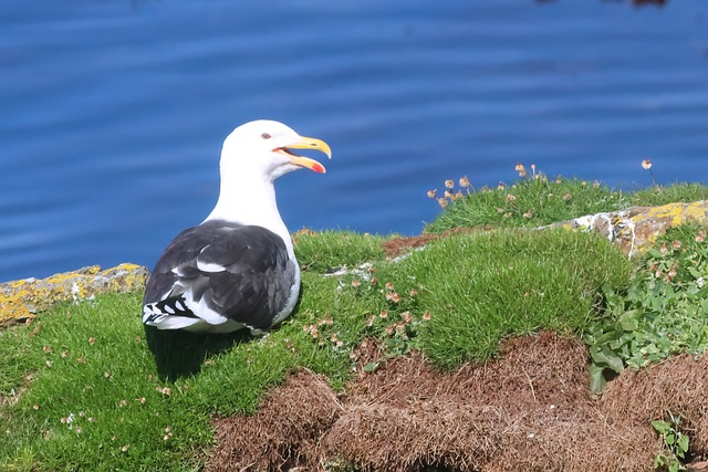 Vogel, Seevögel, Möwe, Schwarzrücken