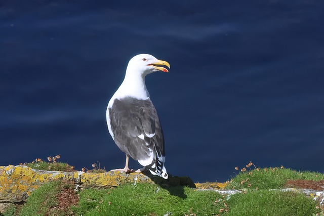 Vogel, Seevögel, Möwe, Schwarzrücken