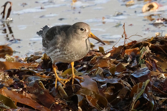 Vogel, Seevögel, Wasservogel