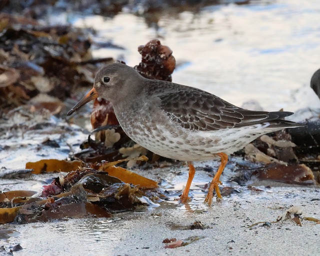 Vogel, Seevögel, Wasservogel