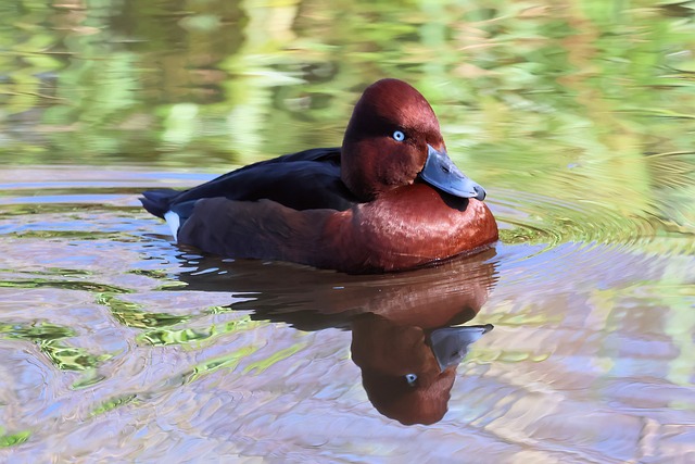 Vogel, Wasservogel, Ente, Wasser