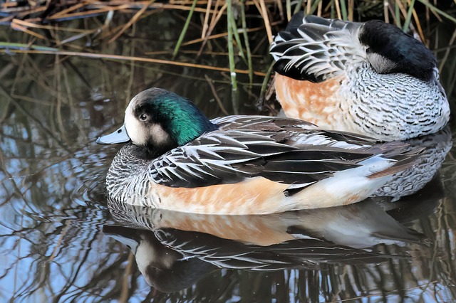 Vogel, Chiloe Pfeifente, Ente