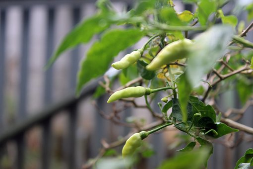 Chili, Krydret, Mad, Ingrediens