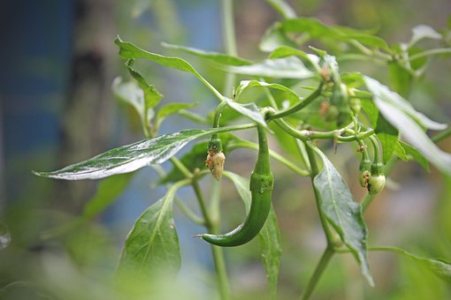 Chili, Krydret, Ingrediens, Mad