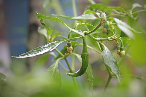 Chili, Krydret, Mad, Krydderi, Naturlig